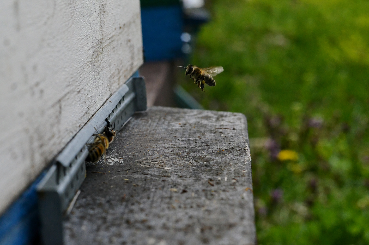 Abeja recolectando polen sobre una flor de cultivo