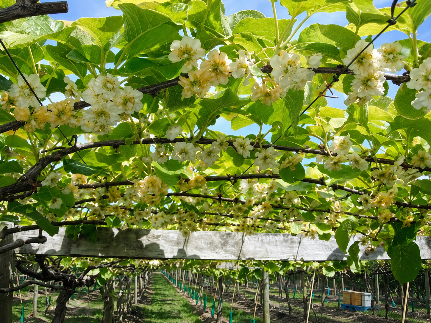 Planta de kiwi con flores o frutos en producción