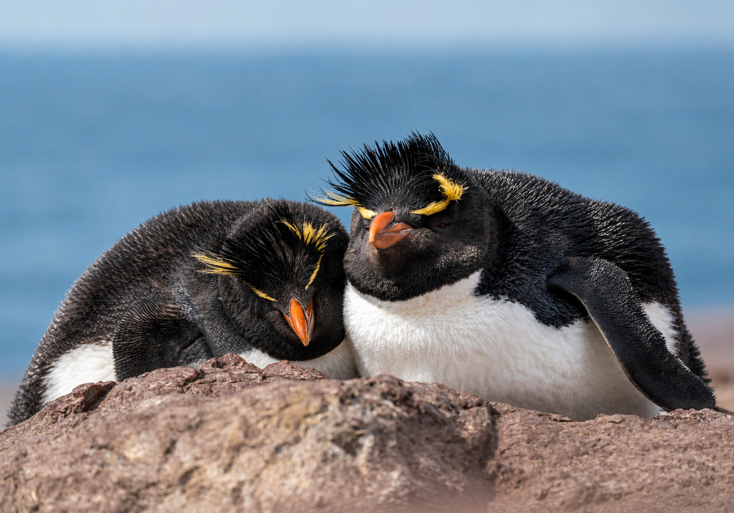 Pingüino Penacho Amarillo sobre la costa austral