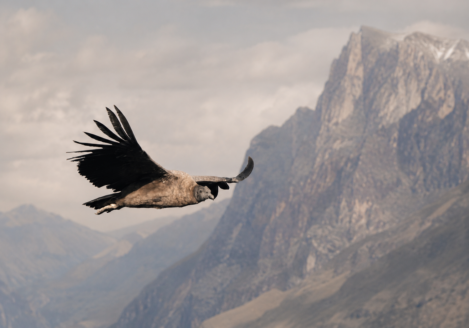 Cóndor Andino en vuelo sobre la cordillera