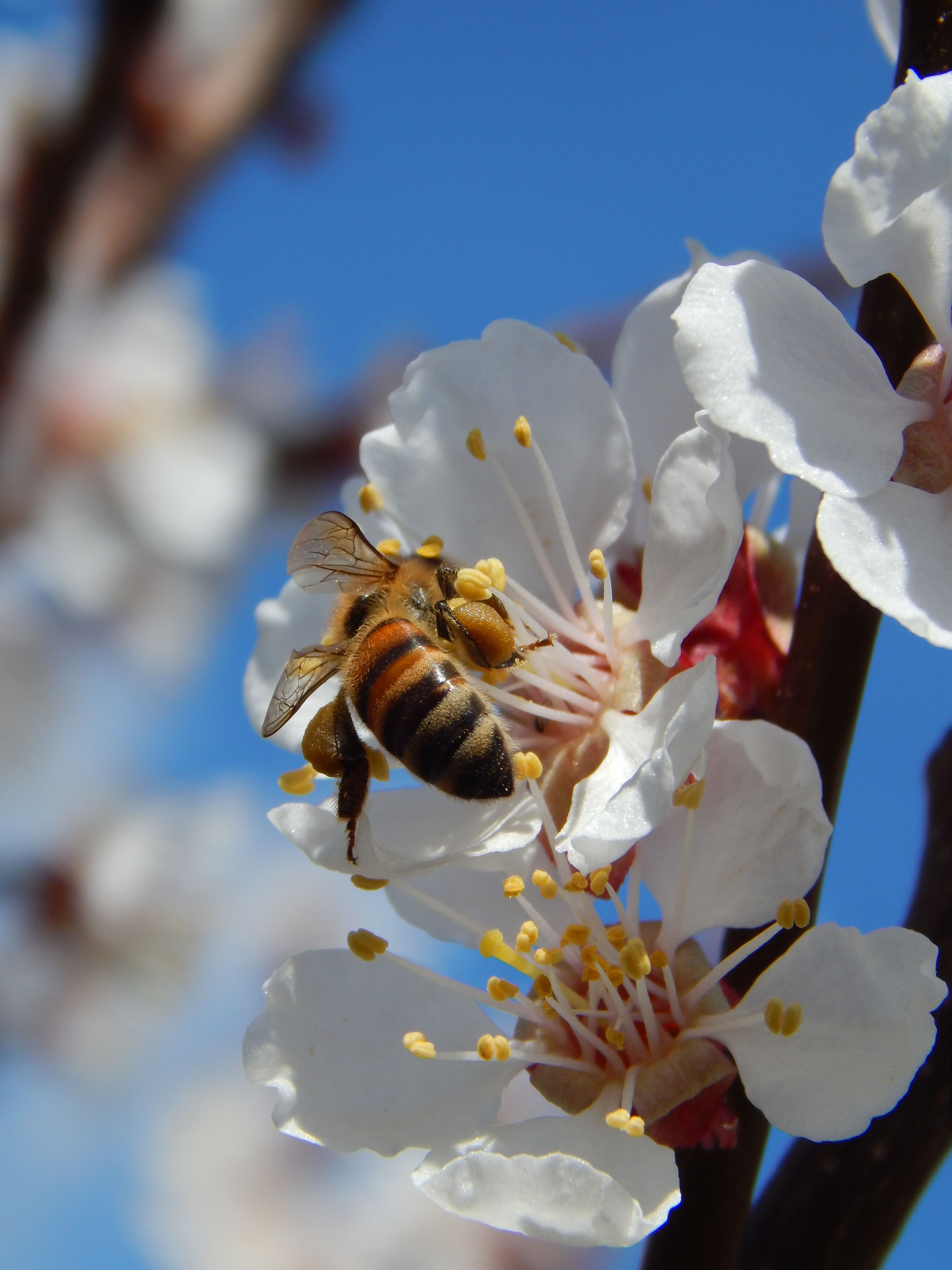 Floración de frutales con abeja visitando flores